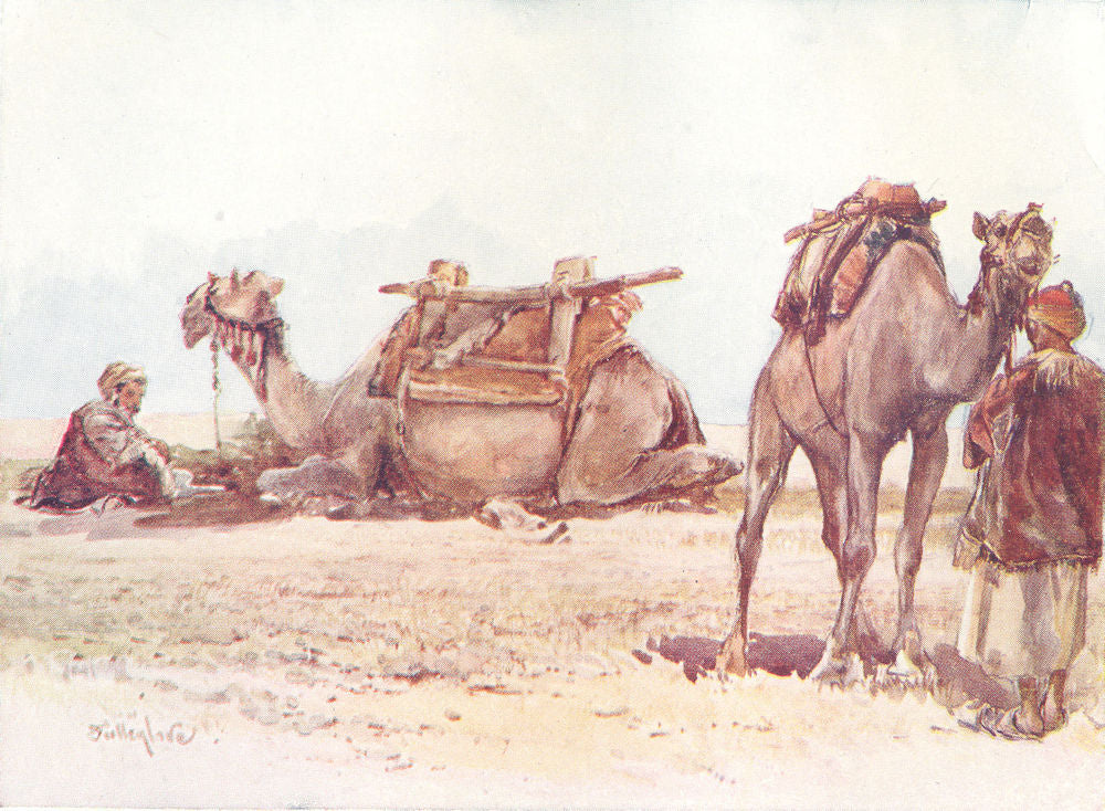 ISRAEL. Study of Camels and attendants 1902 old antique vintage print picture